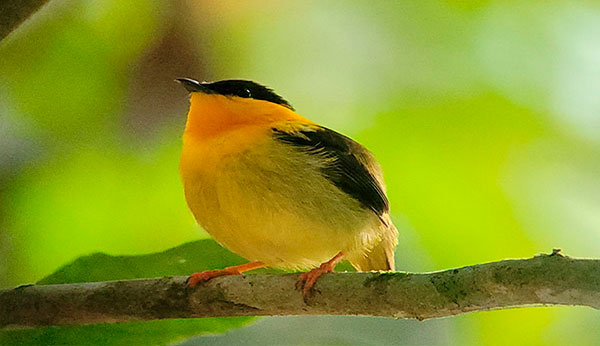 Imagen 2: Monteverde